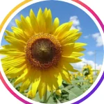 @nicori_organic